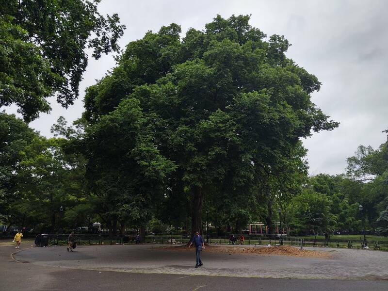 Hare Krishna elm tree in Tompkins Park in New York.