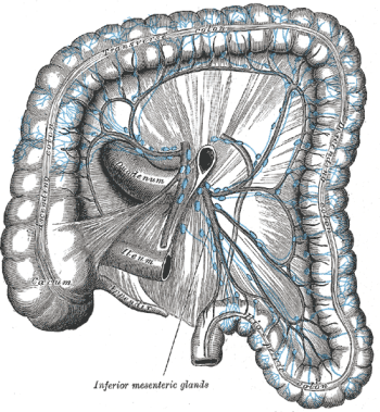 Colon and lymphatic system, from Gray's Anatomy.