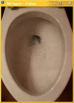 Video frame from a downloadable MPEG movie of a flushing toilet.